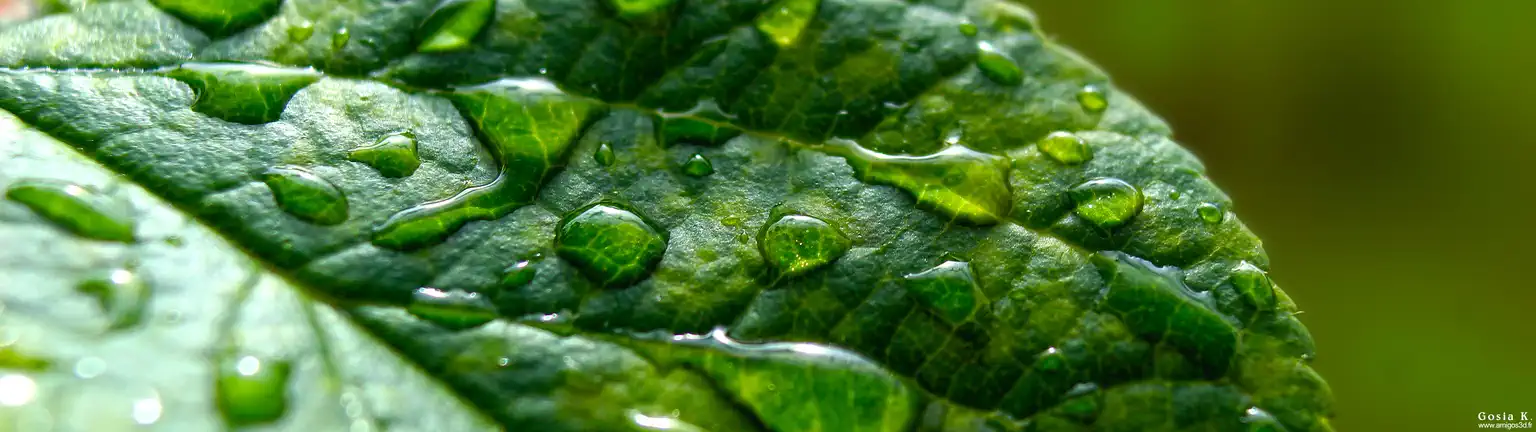 Leafdrops