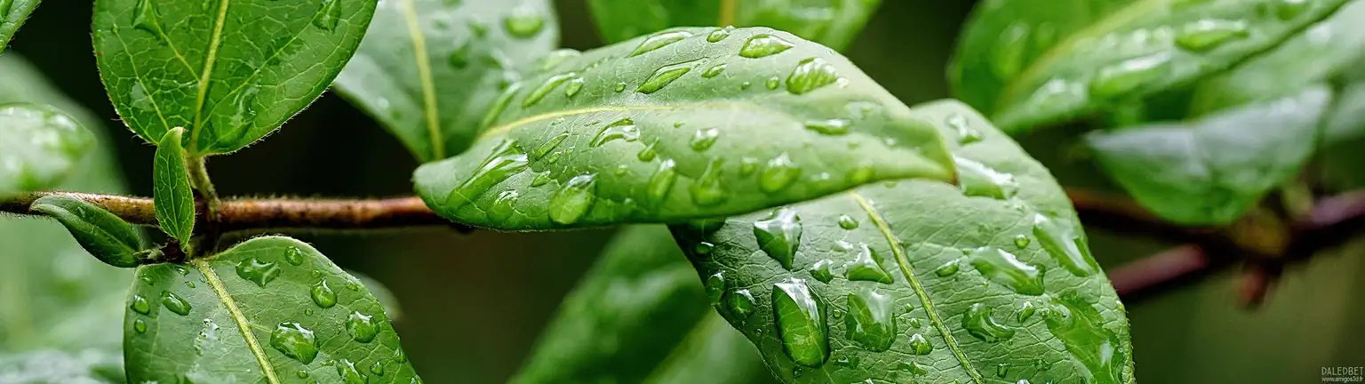Leaves2
