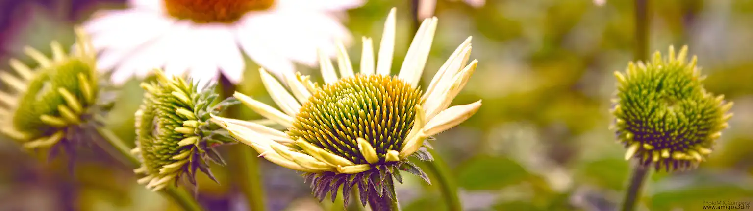Margerittes