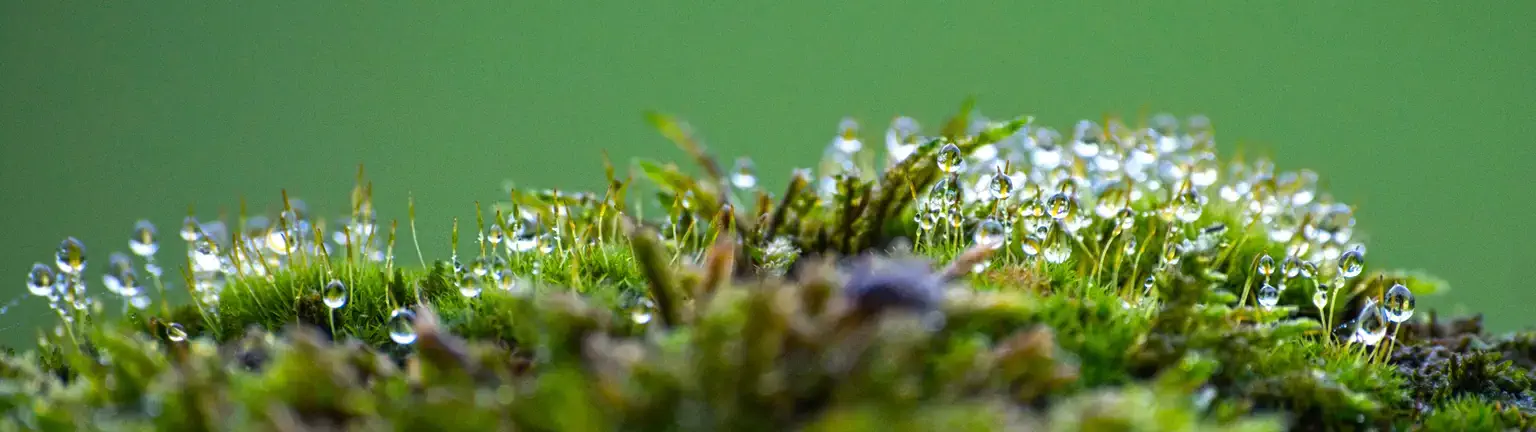 Moss