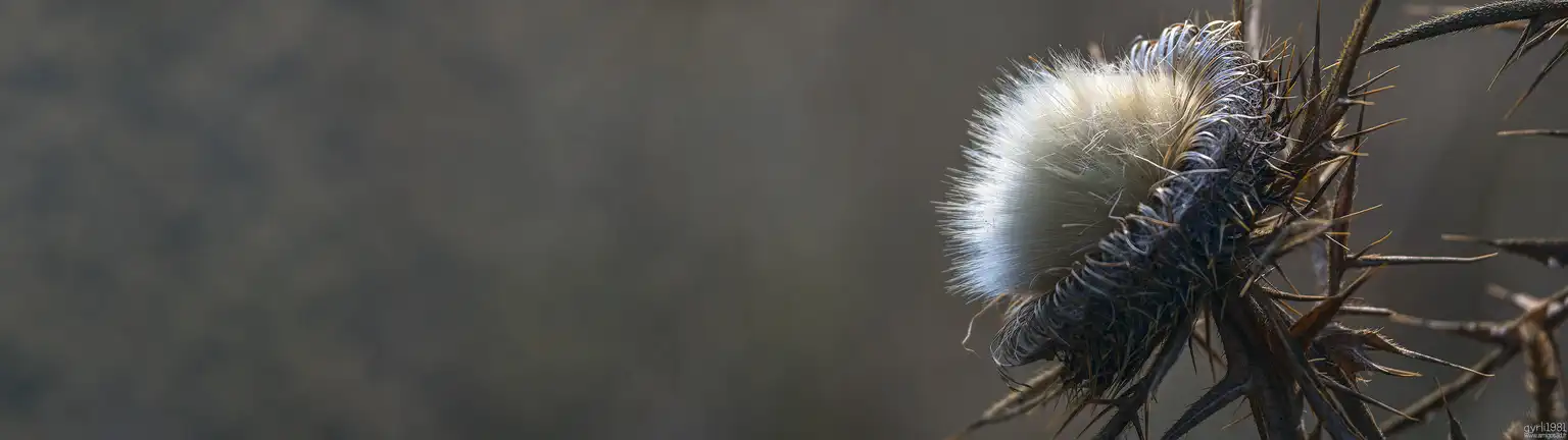 Prickly