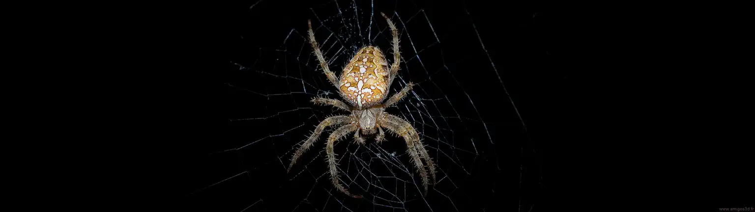 Spider