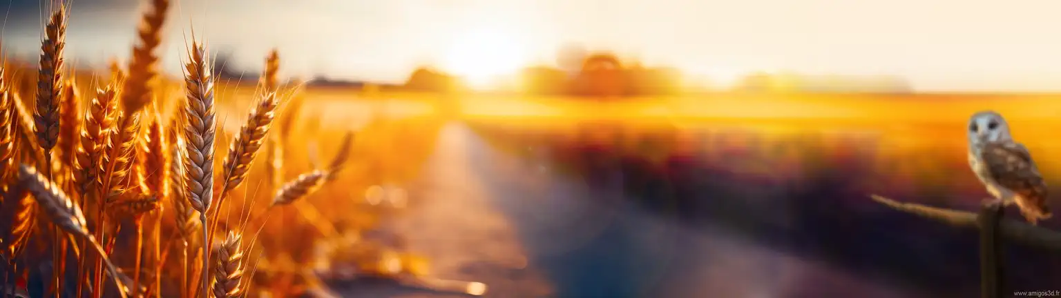 Summerevening