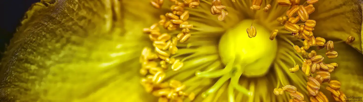 Theflower