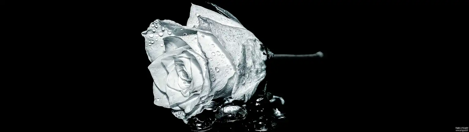 Therose