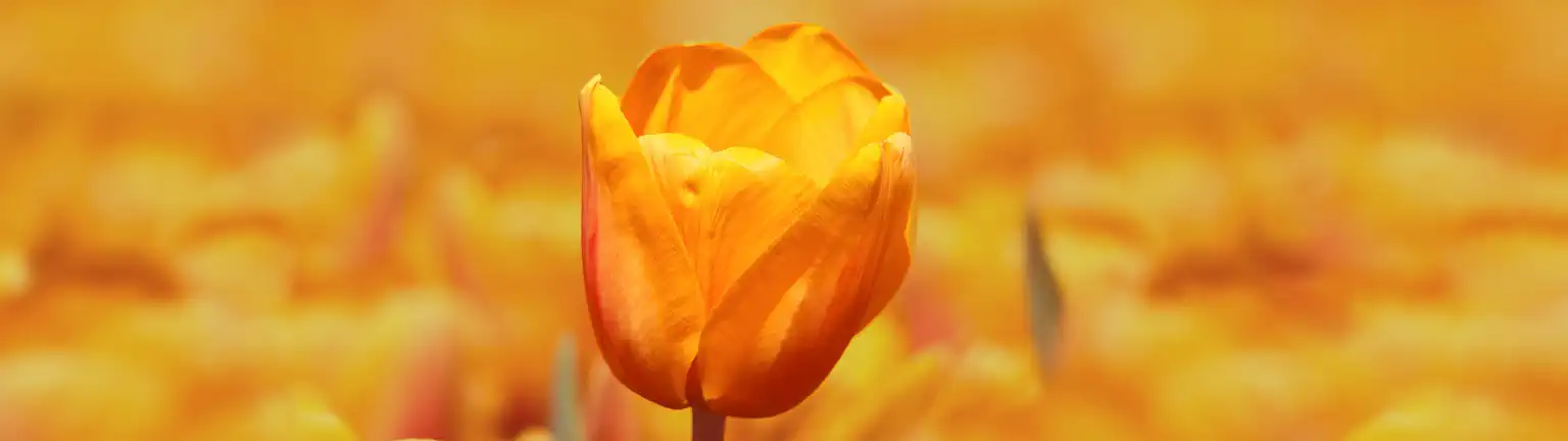 Tulipeorange