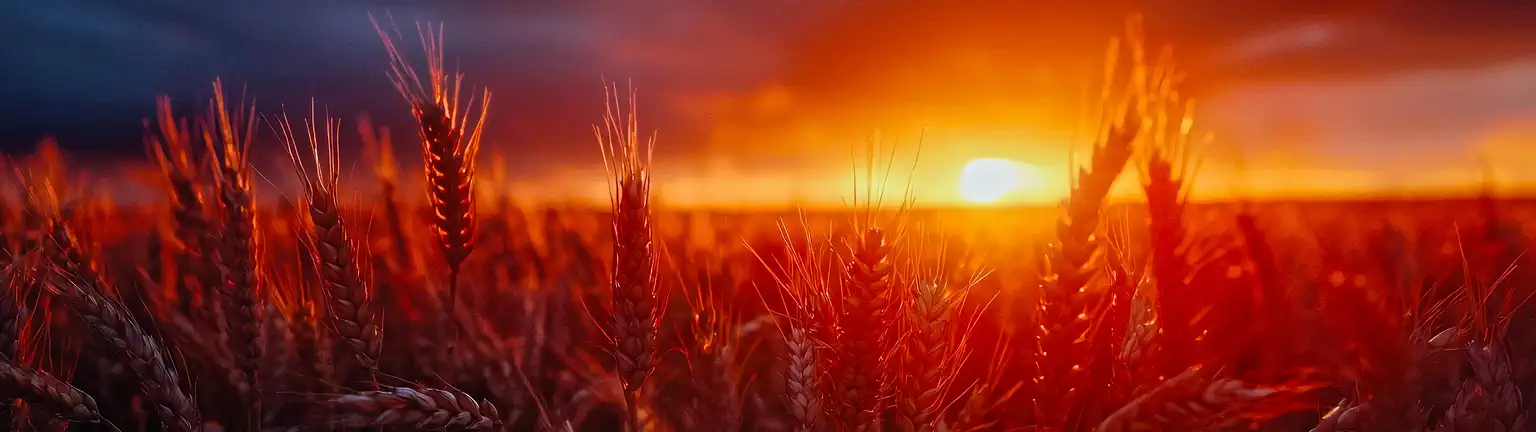 Wheatevening