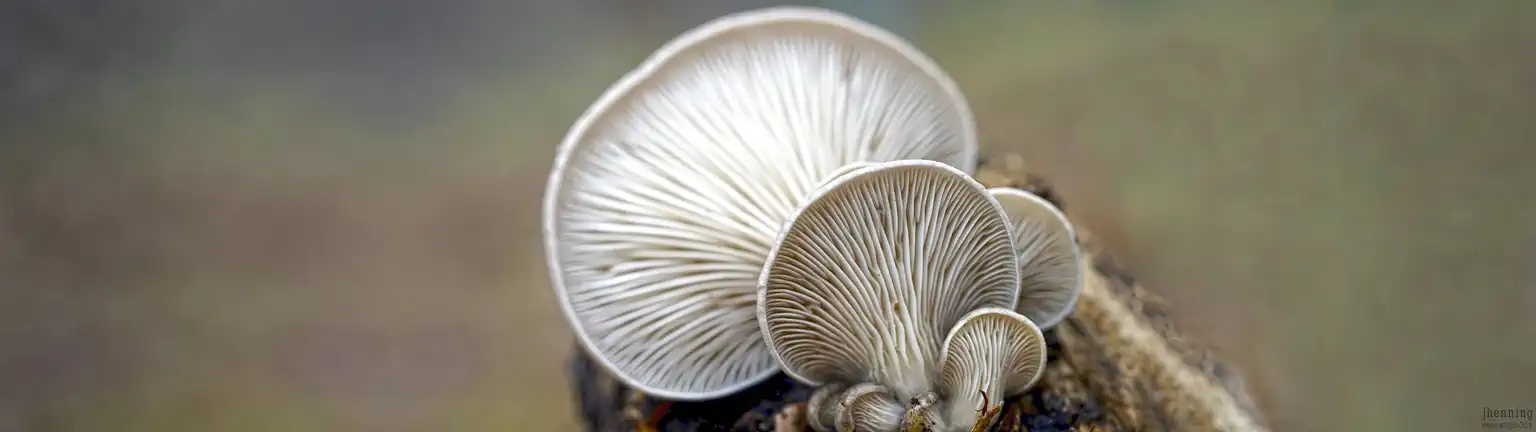 Woodmushrooms