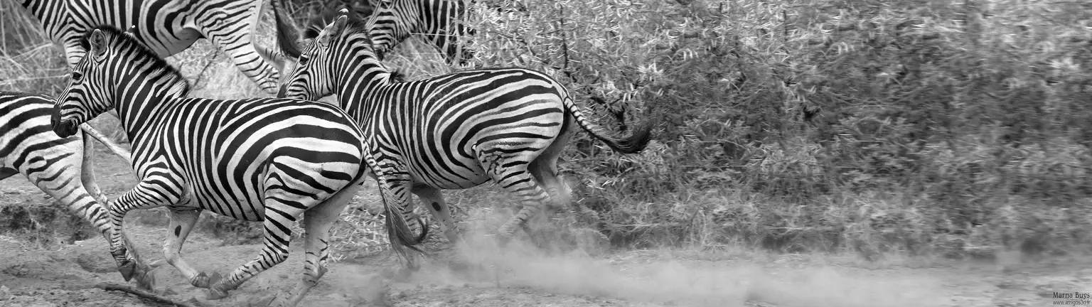 Zebras