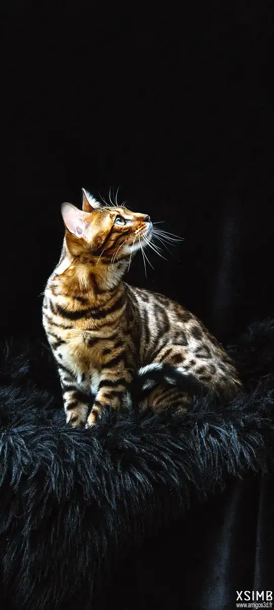 Bengalcat
