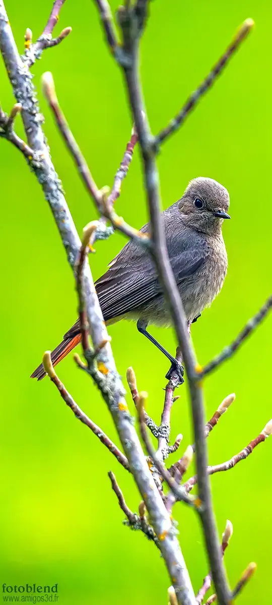 Bird