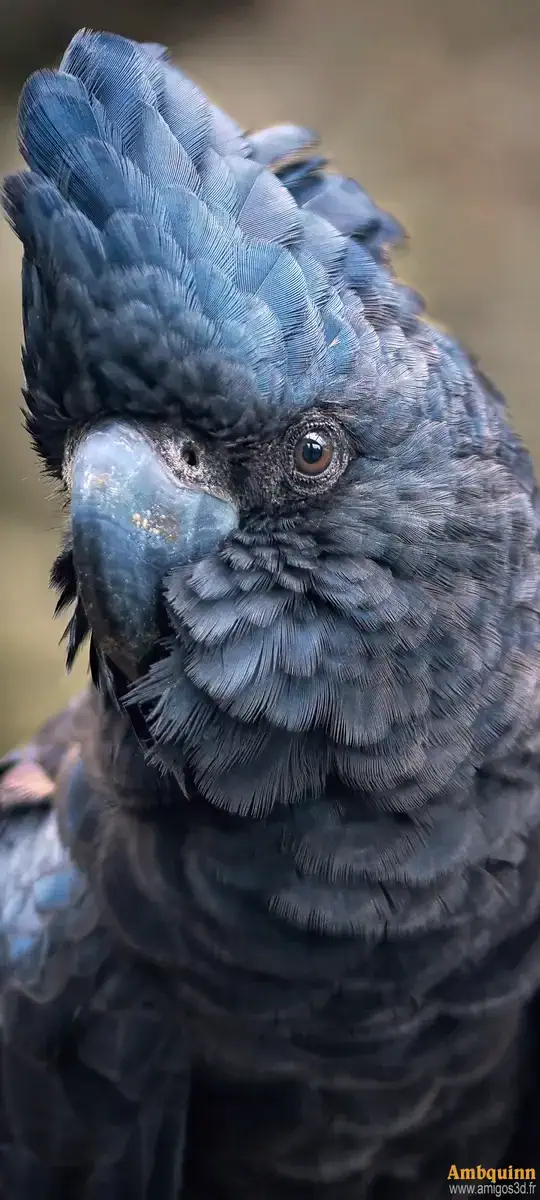 Blackcockatoo