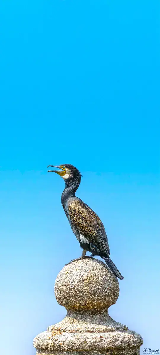 Cormoran