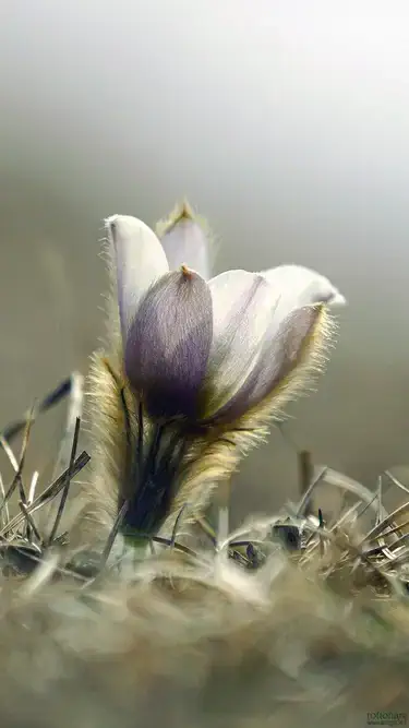 Flower-rottonara