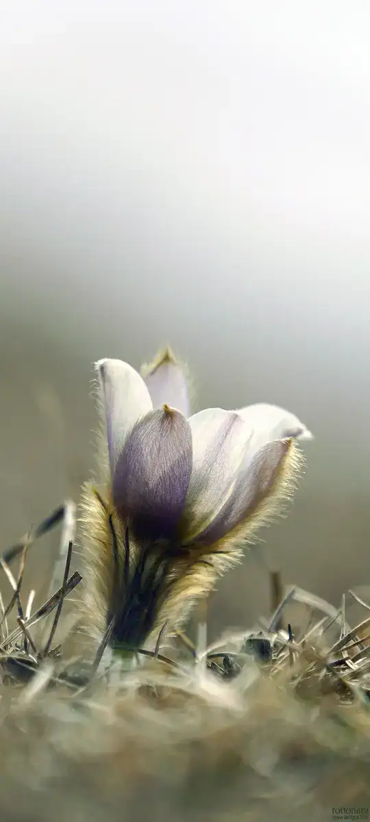 Flowerrottonara
