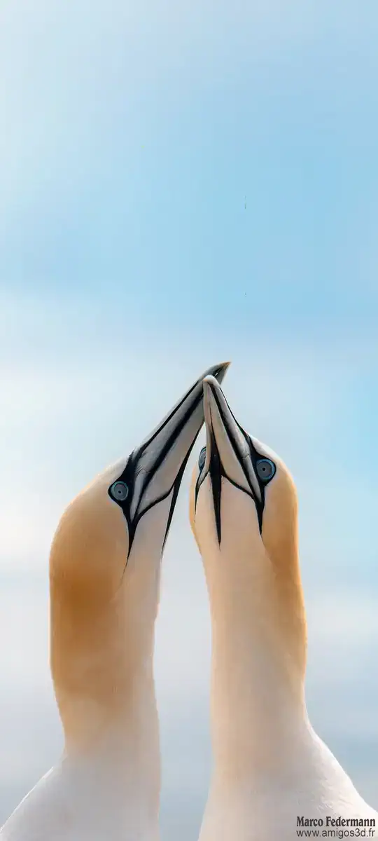 Gannets