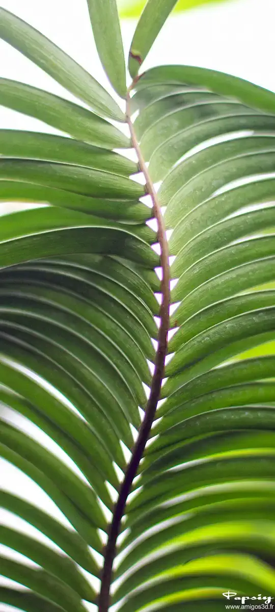 Leaves