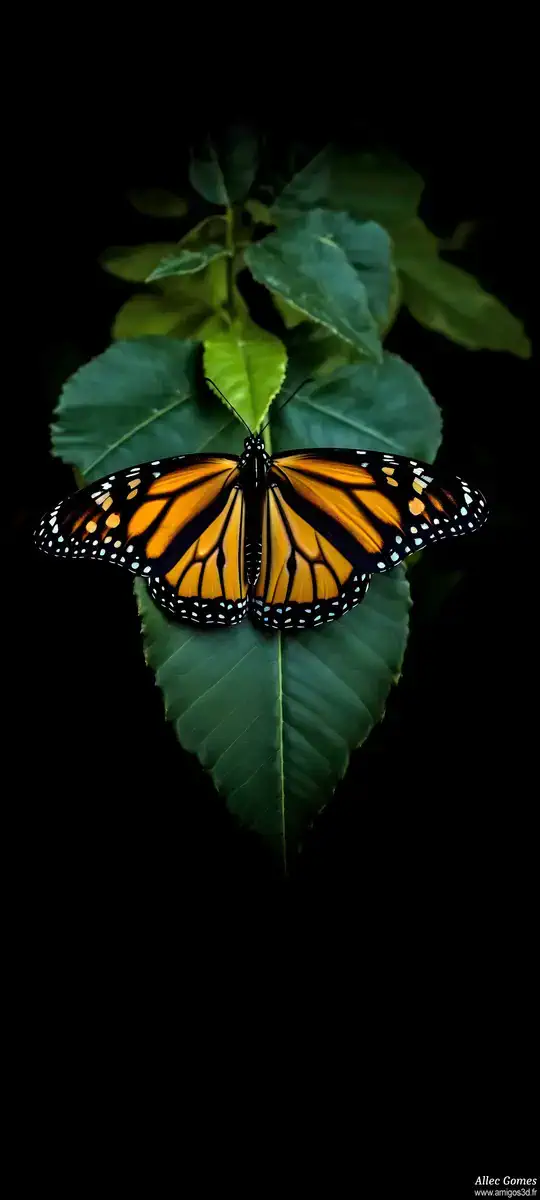 Monarch