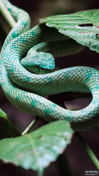 Nsnake