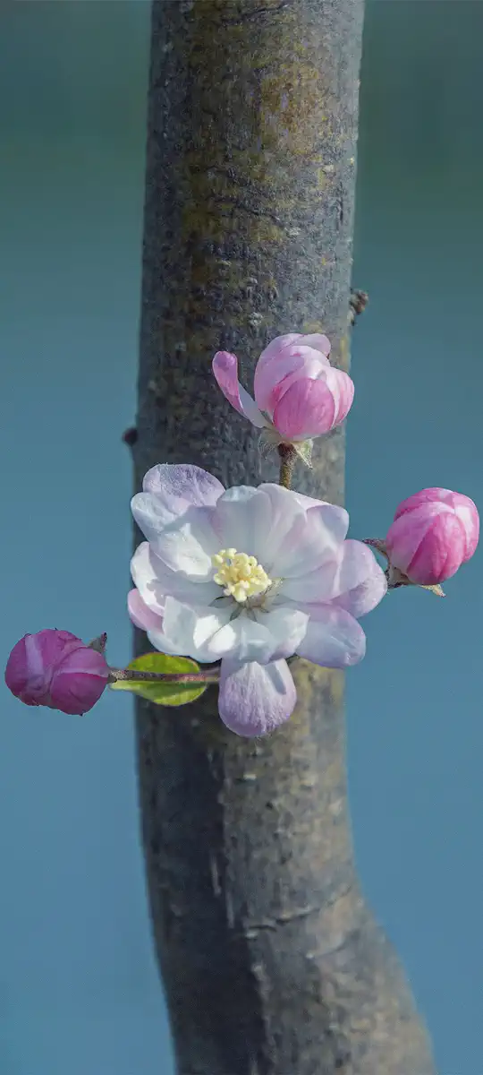 Peach blossoms