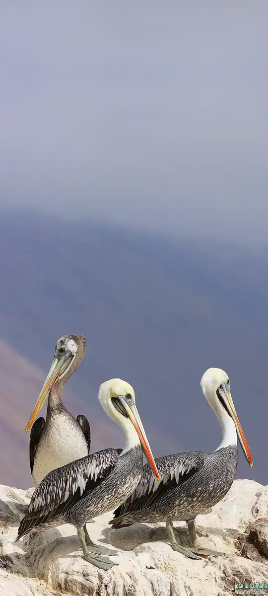 Pelicans