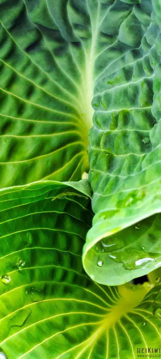 Plant