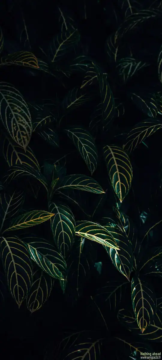 Planteverte