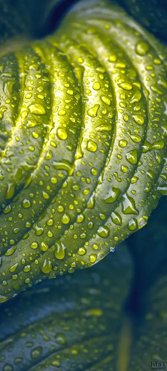 Plantgreen