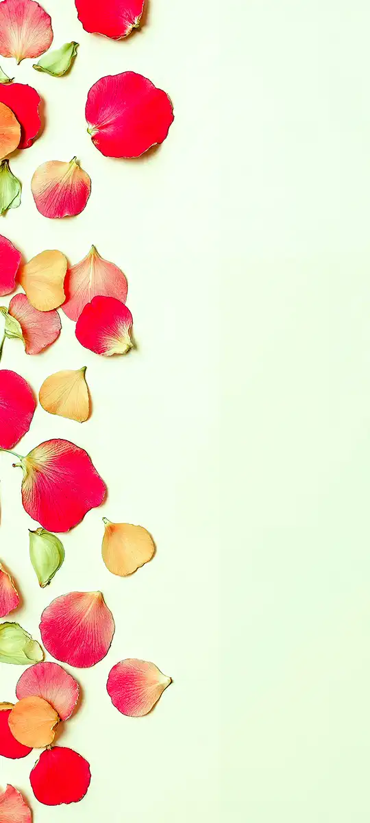 rose petal