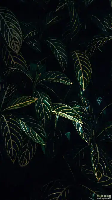 Teverte