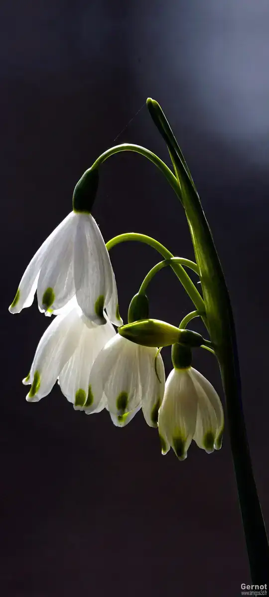 Whiteflowers
