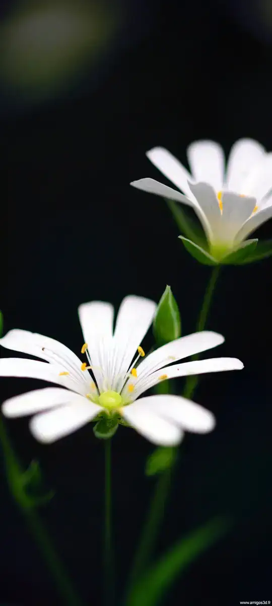 Whiteflowerstwo