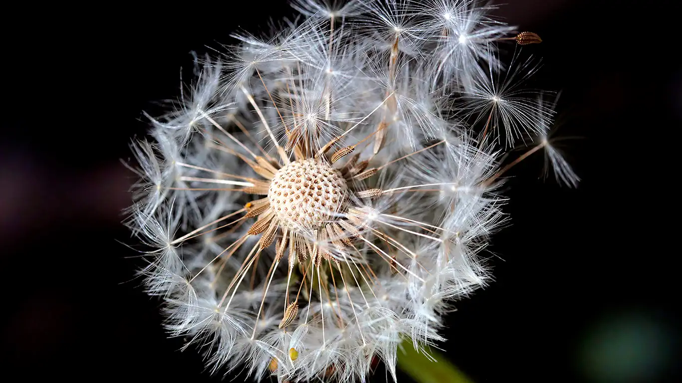 Pappus dandelion wallpaper 1920x1080 4K PC HD