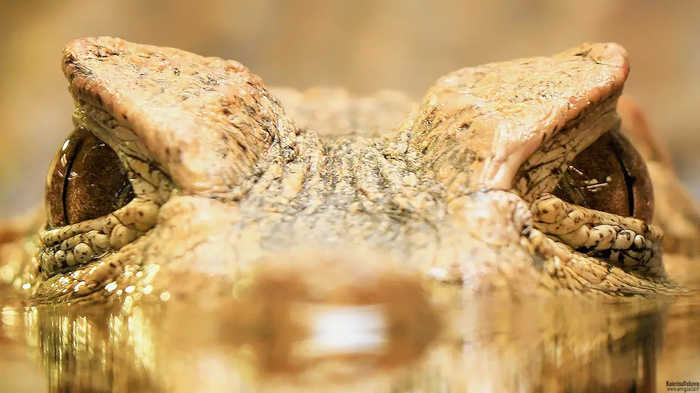 Caiman