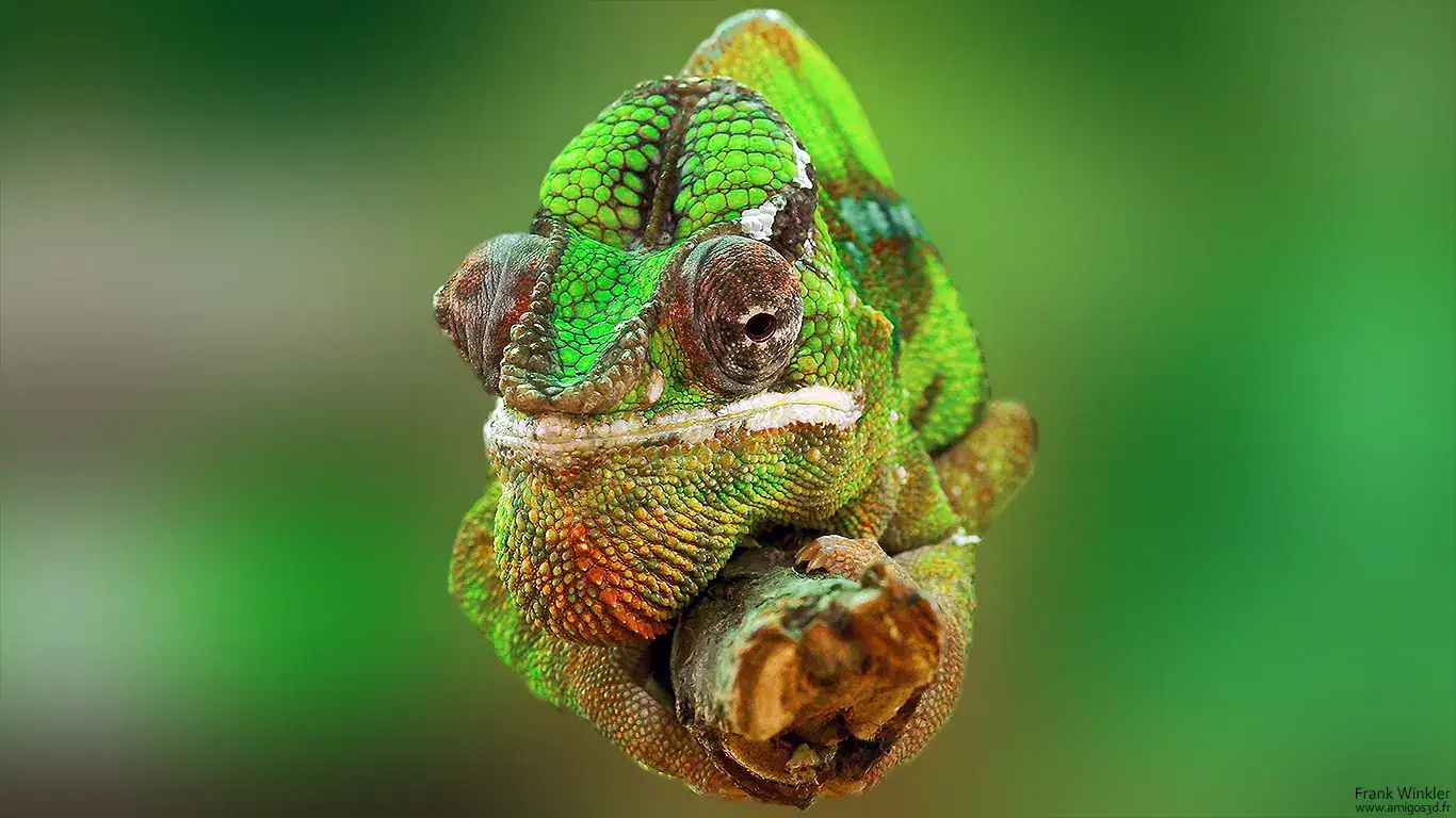 Chameleon