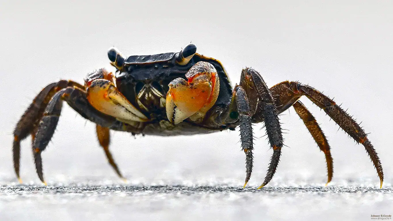 Crab