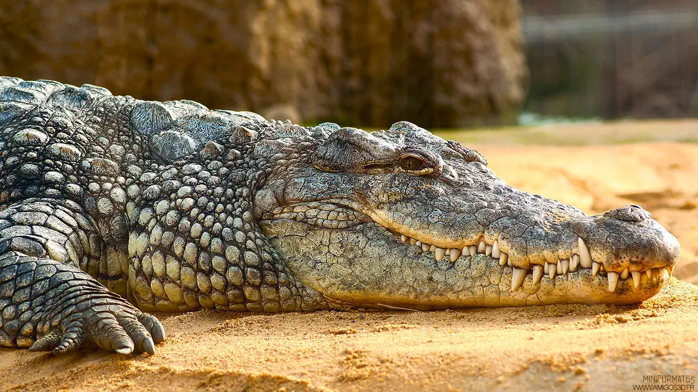 Crocodile