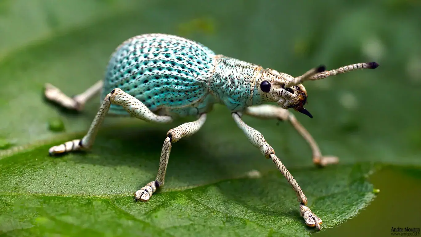Curculionoidea wallpaper HD pour PC