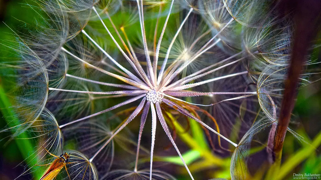 Dandelion wallpaper 1920x1080 4K PC HD