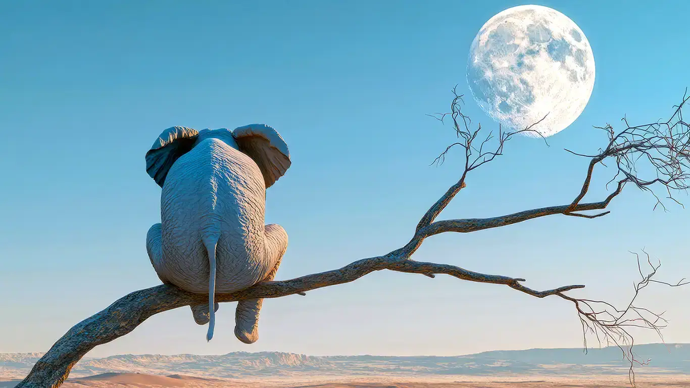 Elephbranche