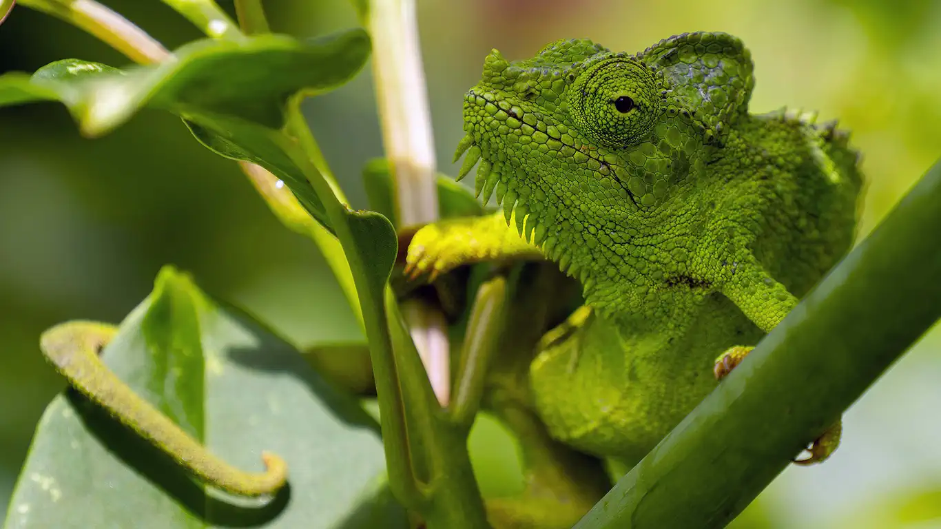 green chameleon