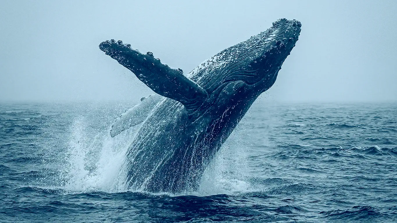 humpback whale