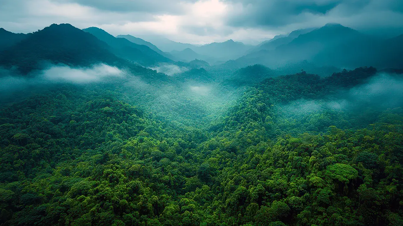 Jungleconcept