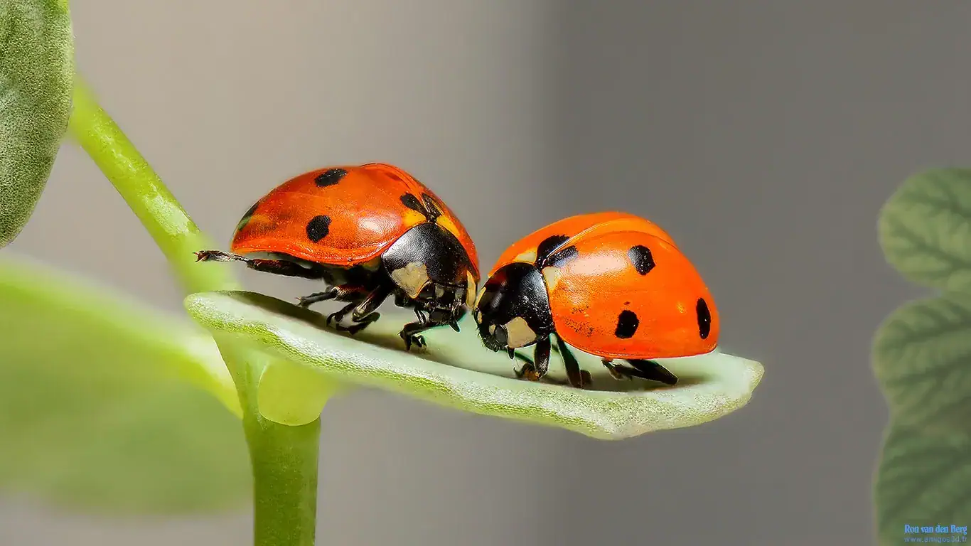 Ladybugs