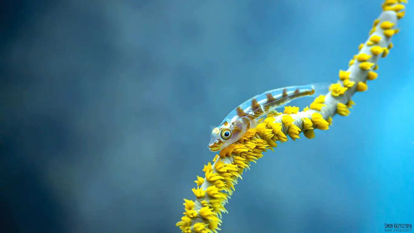 Littlefish wallpaper 1920x1080 4K PC HD