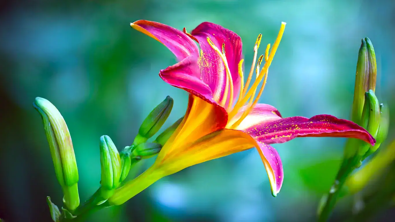 Lysrose wallpaper 1920x1080 4K PC HD