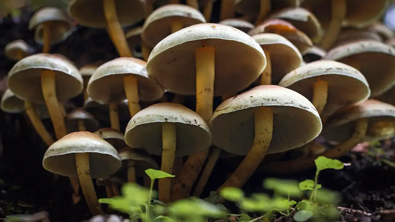 Mushroomgroup