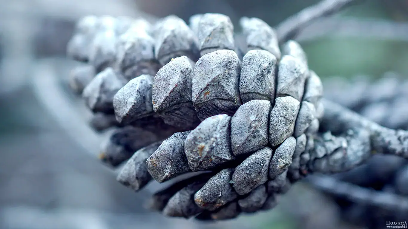 Pinecone