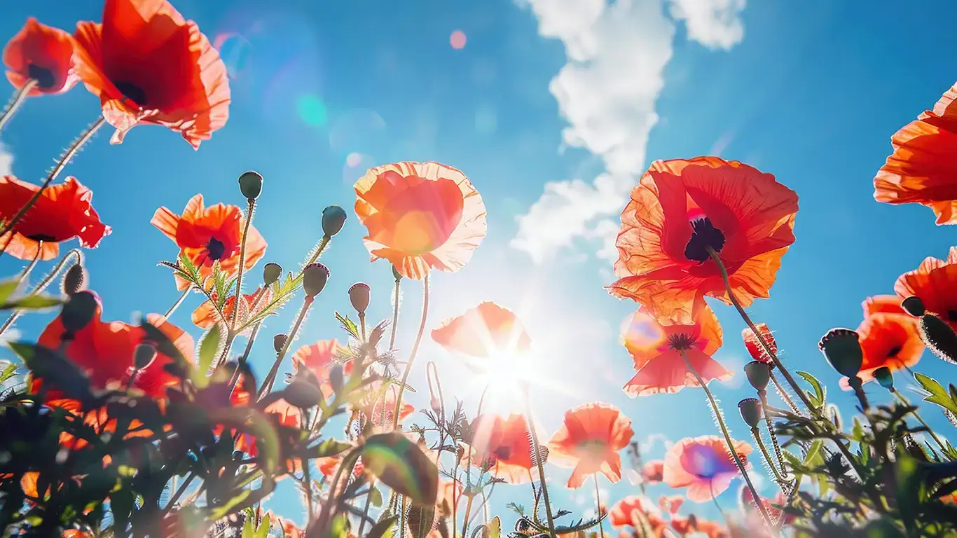 Poppys wallpaper 1920x1080 4K PC HD