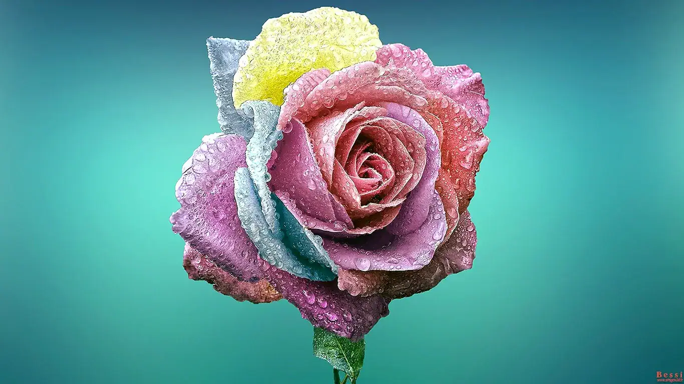 Rose